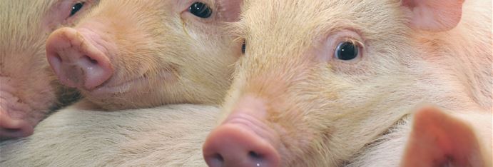 Production, breeding and genetics